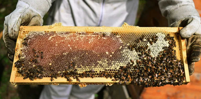 A hive of activity: 'Bee Lady' advocates for honeybee education in Mon County